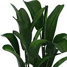 Queensborough / Tunbridge flowers  -  Strelitzia Flower Bouquet/Arrangement