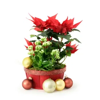 Νεάπολη λουλούδια- Χριστουγεννιάτικο φυτικό καλάθι
