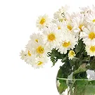 Italy flowers  -  Bouquet of white daisies in vase Flower Bouquet/Arrangement