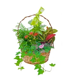 시칠리아 꽃- 식물의 그릇