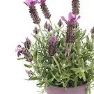 Vignone flowers  -  Lavender plant Flower Bouquet/Arrangement