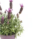 Vignone flowers  -  Lavender plant Flower Bouquet/Arrangement