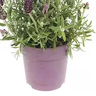Vignone flowers  -  Lavender plant Flower Bouquet/Arrangement