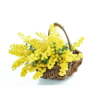Itali bunga- Bakul Mimosas