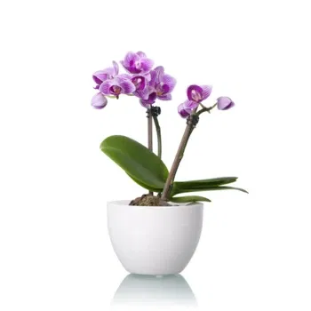 neapol kvety- Fialová Orchidea Phalaenopsis