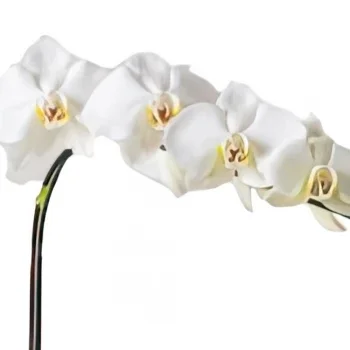 flores el Salvador floristeria -  Phalaenopsis Orquídea para regalo y osito Ramo de flores/arreglo floral