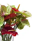 Italy flowers  -  Bunch of Flowers with Red Anthuriums Flower Bouquet/Arrangement