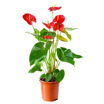 Włochy kwiaty- Roślina Czerwonego Anturium