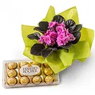 Brasilien Blumen Florist- Violett Vase für Geschenk und Schokolade Bouquet/Blumenschmuck
