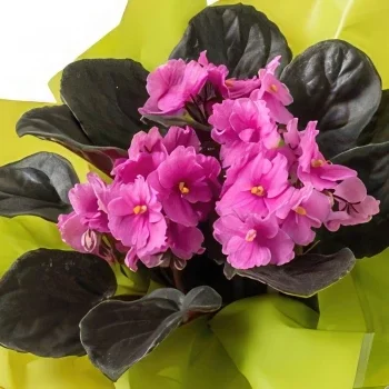 Salvador blomster- Fiolett vase til gave og sjokolade Blomsterarrangementer bukett