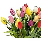 Ad Dilam blomster- Fantastiske tulipaner Blomsterarrangementer bukett