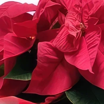 מדריד פרחים- הרכב אדום זר פרחים/סידור פרחים