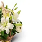 Douglas Blumen Florist- Weiße Kombination Bouquet/Blumenschmuck