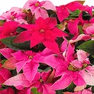 Pattaya Blumen Florist- Weihnachts -Weihnachtsstern Korb Bouquet/Blumenschmuck