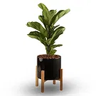 firmu kvety- Ficus Beauty Aranžovanie kytice