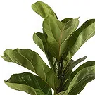 firmu kvety- Ficus Beauty Aranžovanie kytice