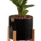 firmu kvety- Ficus Beauty Aranžovanie kytice