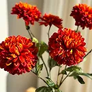 Halta blomster- Brennende blomster Blomsterarrangementer bukett