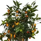 Nea Krya Vrysi flowers  -  Orange Tree Variety Flower Bouquet/Arrangement