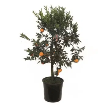 Italien blomster- Mandarin plante Blomst Levering