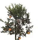 Vignone flowers  -  Mandarin Plant Flower Bouquet/Arrangement