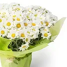 Brasilien Blumen Florist- Gepflanzte Gänseblümchen Bouquet/Blumenschmuck