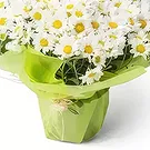 Brasilien Blumen Florist- Gepflanzte Gänseblümchen Bouquet/Blumenschmuck
