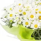 Brasilien Blumen Florist- Gepflanzte Gänseblümchen Bouquet/Blumenschmuck