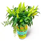 Cala Nova flowers  -  GREEN  BOUQUET 1 Flower Bouquet/Arrangement