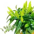 Cala Nova flowers  -  GREEN  BOUQUET 1 Flower Bouquet/Arrangement
