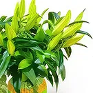 Cala Nova flowers  -  GREEN  BOUQUET 1 Flower Bouquet/Arrangement