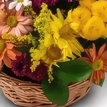 Salvador blomster- Kurv av fargerike tusenføyer Blomsterarrangementer bukett