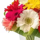 Brasilien Blumen Florist- 12 Bunte Gerberas in Vase Bouquet/Blumenschmuck
