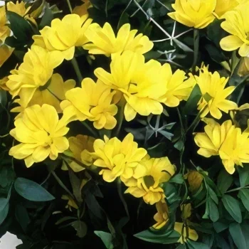 Portimao λουλούδια- Ζωντανό κίτρινο Μπουκέτο/ρύθμιση λουλουδιών