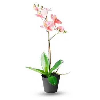 Mongolia online Florist - Peach orchid phalaenopsys plant Bouquet