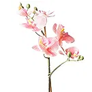 Ibiza flowers  -  Peach orchid phalaenopsys plant Flower Bouquet/Arrangement