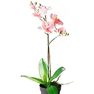 Ibiza flowers  -  Peach orchid phalaenopsys plant Flower Bouquet/Arrangement
