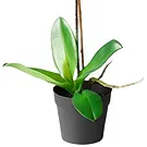 Ibiza flowers  -  Peach orchid phalaenopsys plant Flower Bouquet/Arrangement