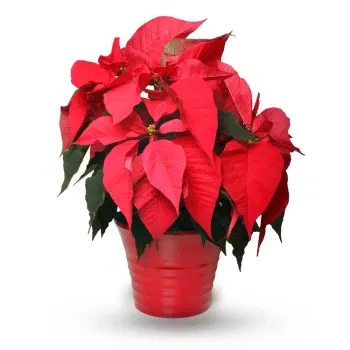 flores Bratislava floristeria - Flor de Pascua roja