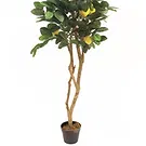 Vignone flowers  -  Lemon Plant Flower Bouquet/Arrangement