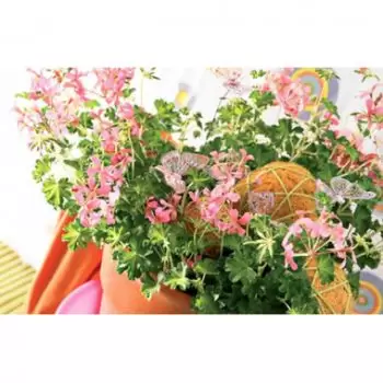 France Fleuriste en ligne - géranium en fleurs Bouquet