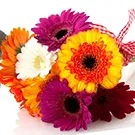 Capriolo flowers  -  Bouquet of Gerberas and Soft Toys Flower Bouquet/Arrangement