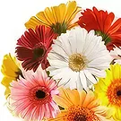 Uichang-dong flowers  -  Day Dream Flower Bouquet/Arrangement