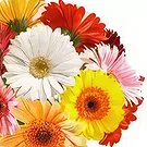 Uichang-dong flowers  -  Day Dream Flower Bouquet/Arrangement