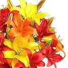 Sitrah blommor- Färgglada asiatiska Lillies Bukett/blomsterarrangemang
