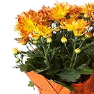 Vignone flowers  -  Carnation Plant Flower Bouquet/Arrangement