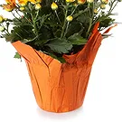 Vignone flowers  -  Carnation Plant Flower Bouquet/Arrangement