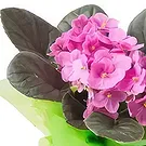 Brasilien Blumen Florist- Violett Vase zum Geschenk Bouquet/Blumenschmuck