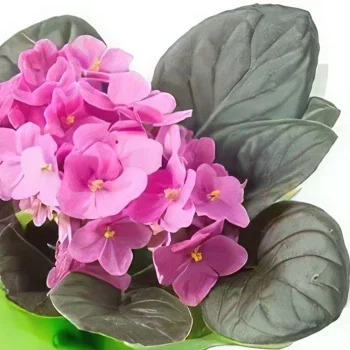 רסיפה פרחים- אגרטל סגול מתנה זר פרחים/סידור פרחים
