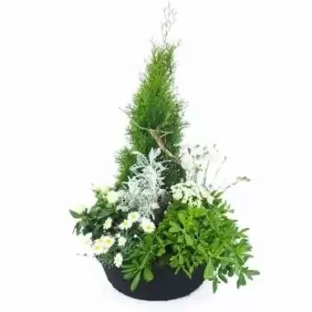 과들루프 꽃- Caelum 백색 식물의 대규모 집합 꽃 배달